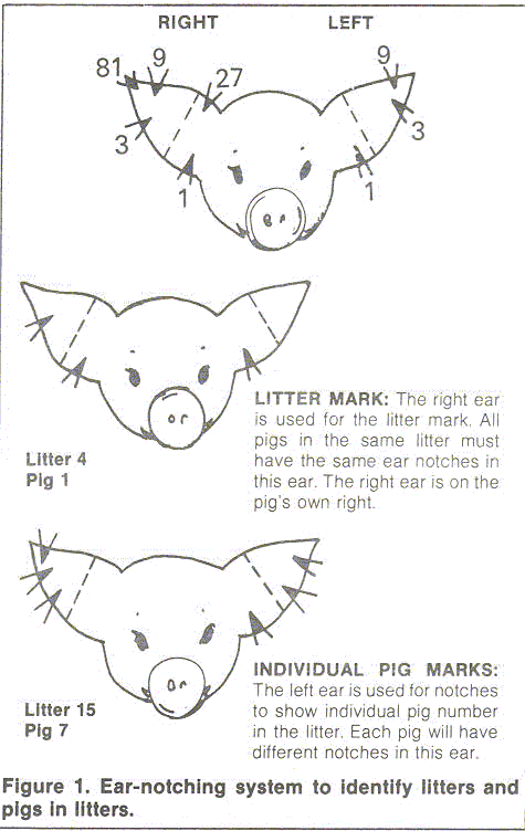 Pig Ear Notch Chart