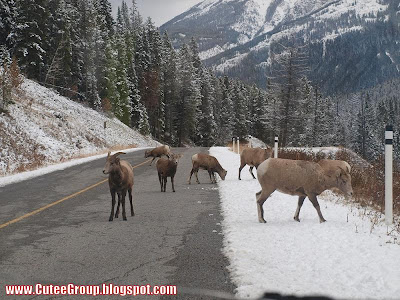 AMAZING PHOTOS FROM CANADA
