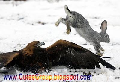 Golden Eagle Hunting in Kazakhstan