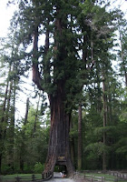 Amazing Trees - Unusual Trees from around the World