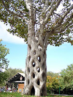 Amazing Trees - Unusual Trees from around the World
