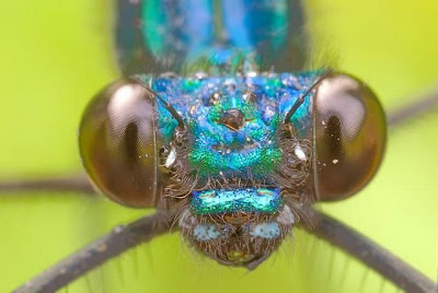 Macro Photography (Beautiful Batterfly)