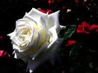 Beautiful Roses