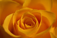 Beautiful Roses