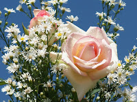 Beautiful Roses