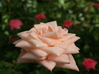 Beautiful Roses
