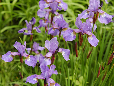 Flowers Walpaper