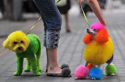 Colored Dogs in China