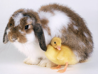 CUTE RABBITS