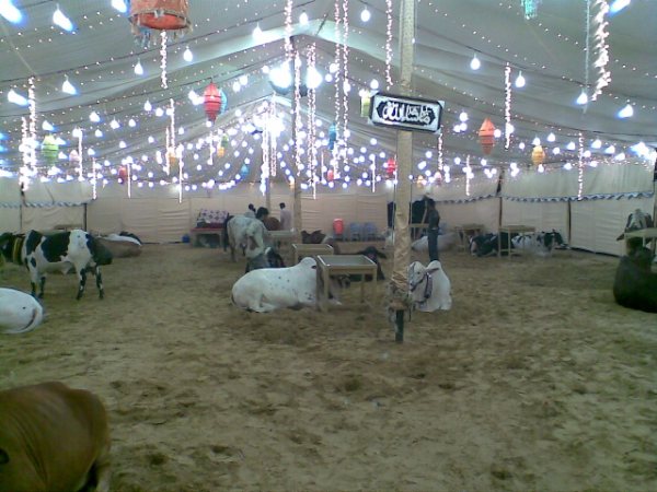 மாட்டு சந்தை !!!!! - Page 2 Cows+in+the+market+for+this+Eid-ul-Azha+48