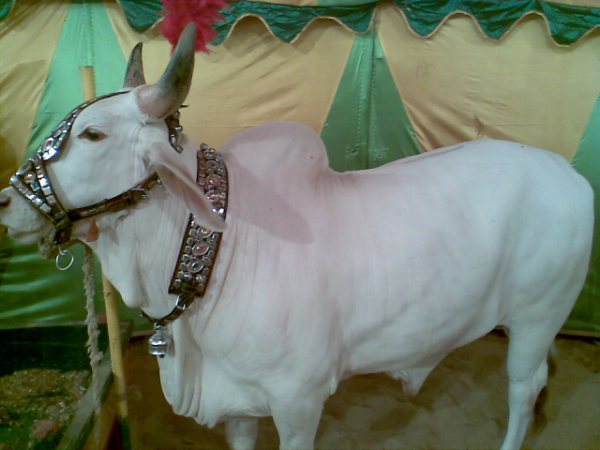 மாட்டு சந்தை !!!!! Cows+in+the+market+for+this+Eid-ul-Azha+3