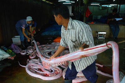 Handbags Manufacturing Process By Snakes, Crocodail's And Other Animals Lather's