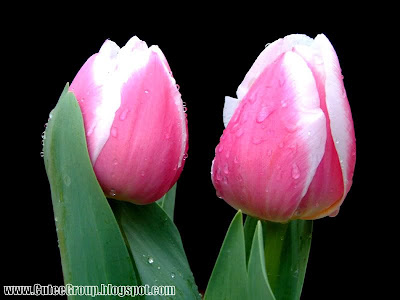Roses By: www.CuteeGroup.TK