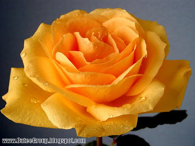 Roses By: www.CuteeGroup.TK