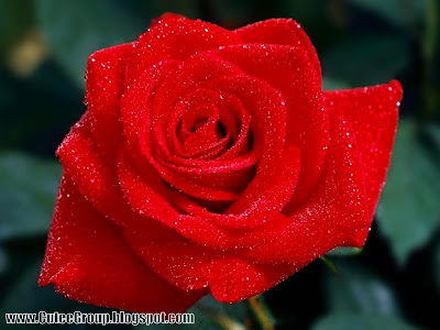 Roses By: www.CuteeGroup.TK