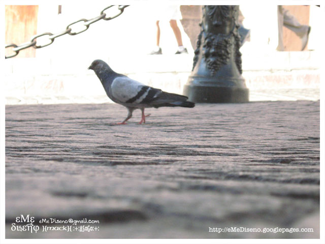 [MackAsaga_Caminata.jpg]