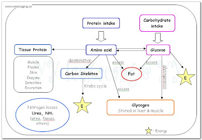 metabolic process