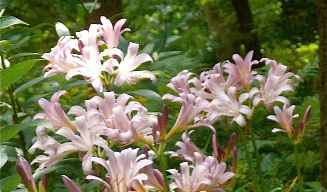 Mother Natures Garden Evolution: Surprise Lily 