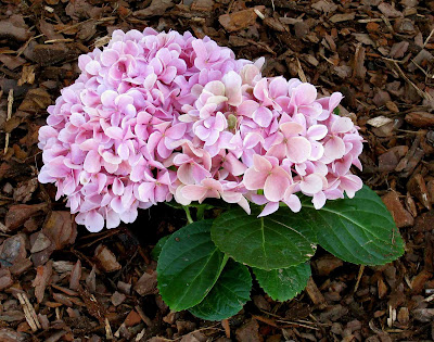 Hydrangea