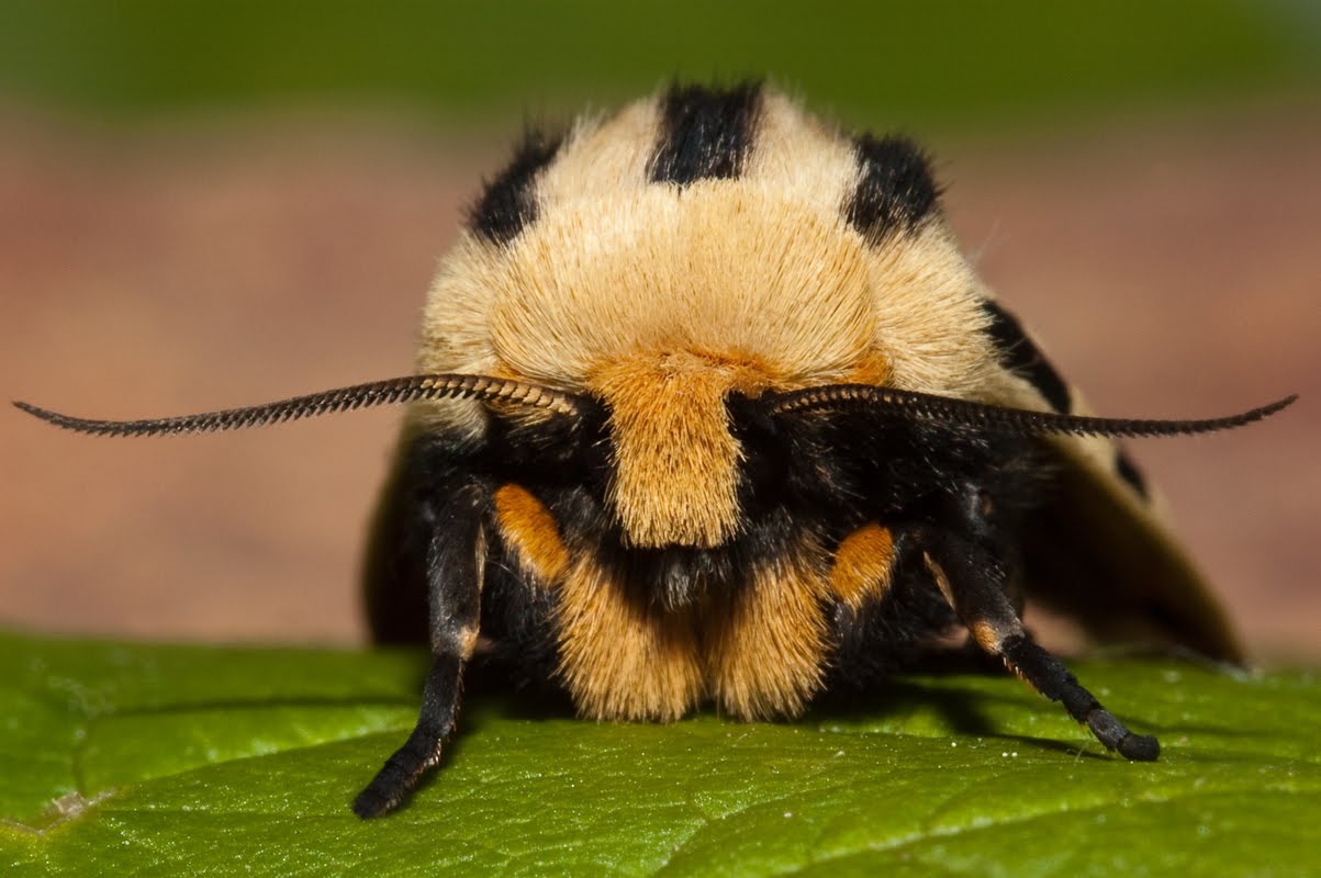 Mexican Tiger Moth