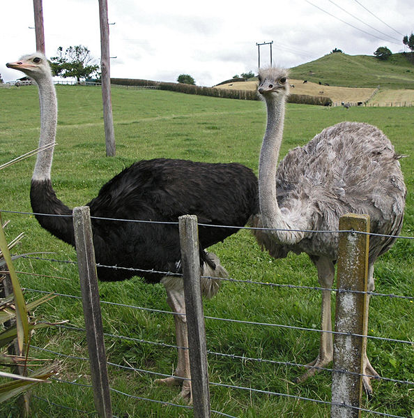 [MaleAndFemaleOstrichNewZealand_2004_SeanMcClean.jpg]