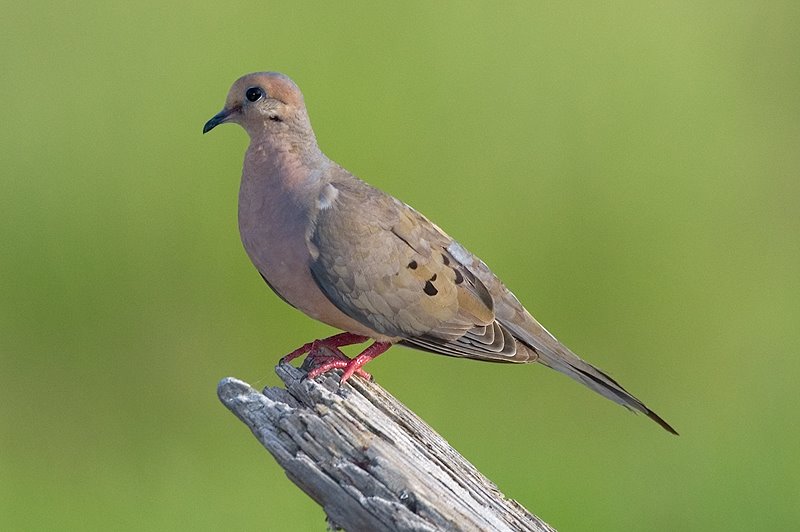 [Reinier+-+Mourning+Dove.jpg]