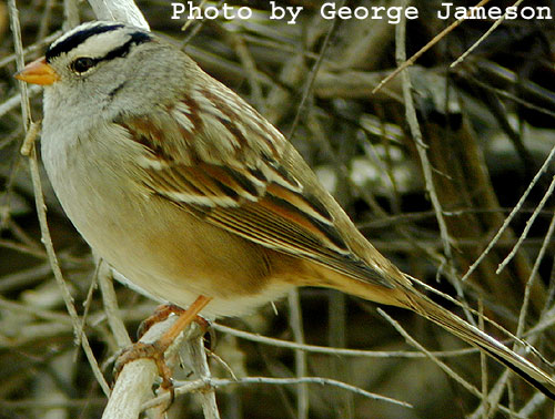[sparrow+white+crown.jpg]