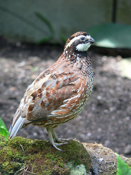 [Northern+Bobwhite.jpg]