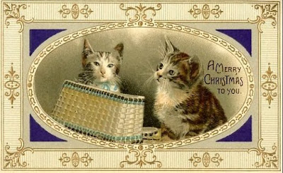 Borders Cat Rescue Earlston Borders Cat Rescue Earlston