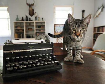 Hemmingway S Cats Cat Boutique Hemmingway S Cats Cat Boutique