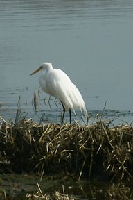 [GreatEgretBreeding-00494.jpg]