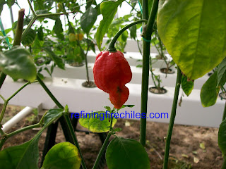 Bhut Jolokia, Trinidad 7 Pod