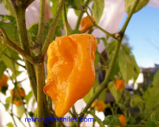 Red Savina seeds| Bhut Jolokia seeds| Morouga Scorpion seeds
