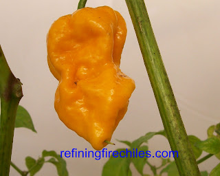 Trinidad Scorpion seeds, Trinidad 7 Pot seeds, Bhut Jolokia seeds
