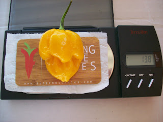 Bhut Jolokia seeds-Naga Jolokia seeds-Naga Morich seeds
