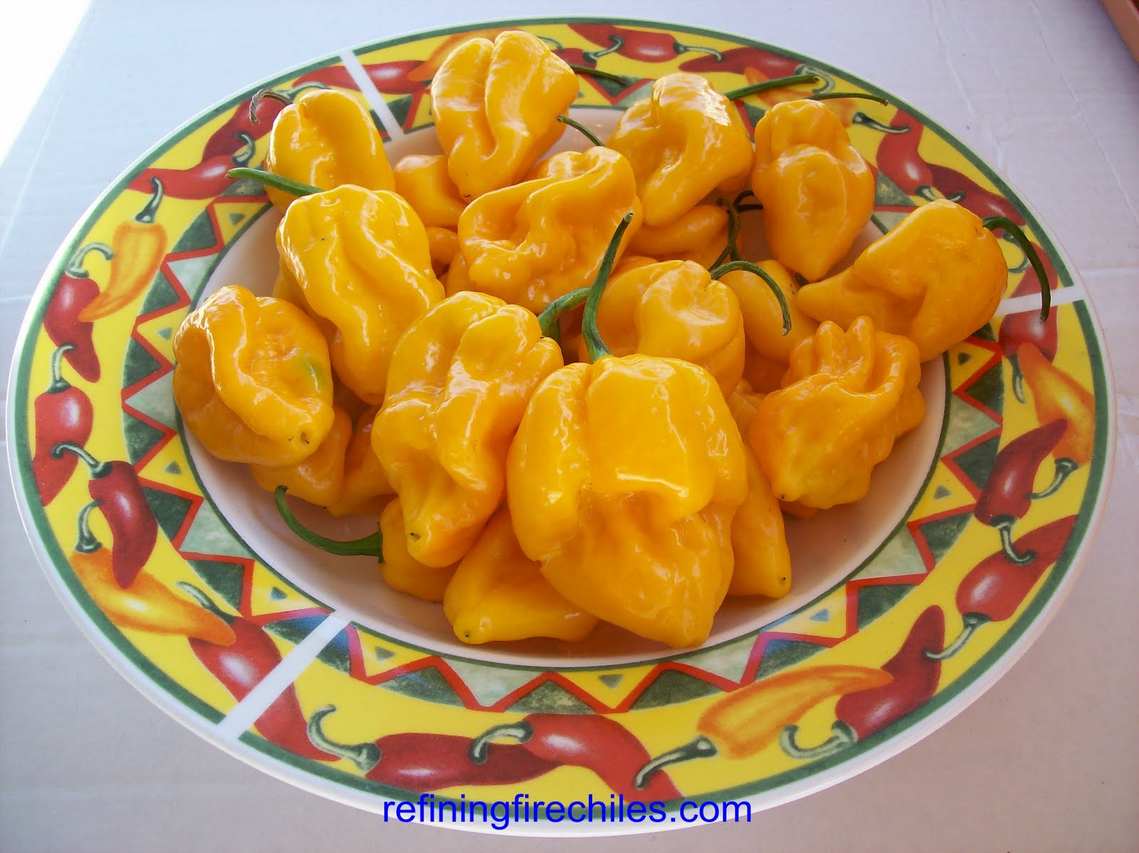 Yellow 7 Pod