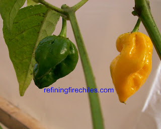 Trinidad Yellow 7 Pod, Bhut Jolokia seeds, Naga Morich seeds