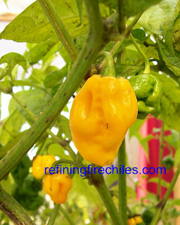 Bhut Jolo9kia plants-www.superhotchiles.com-Trinidad Scorpion