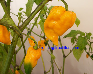 Ghost chilli-Trinidad Scorpion seeds-refining fire chiles
