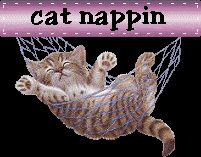 Cat Nappin