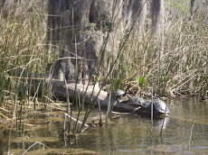 Turtles Sunning on Log