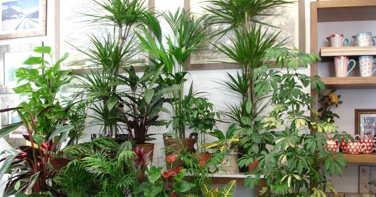 Plantas de floristeria la plaza: PLANTAS DE INTERIOR