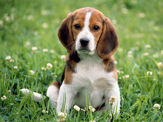 World+dog+breeds+photos