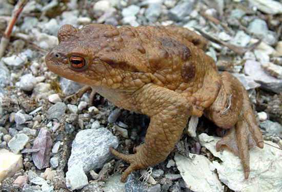 [bufo_bufo_erdkroete.jpg]