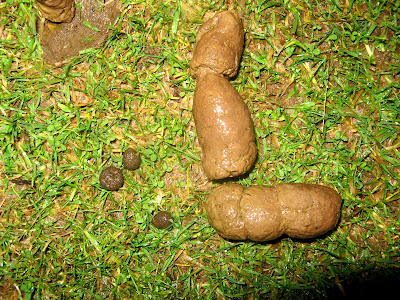 dog turd pictures