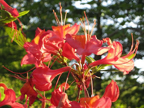 Future Plants By Randy Stewart Azalea Deciduous Hybrids