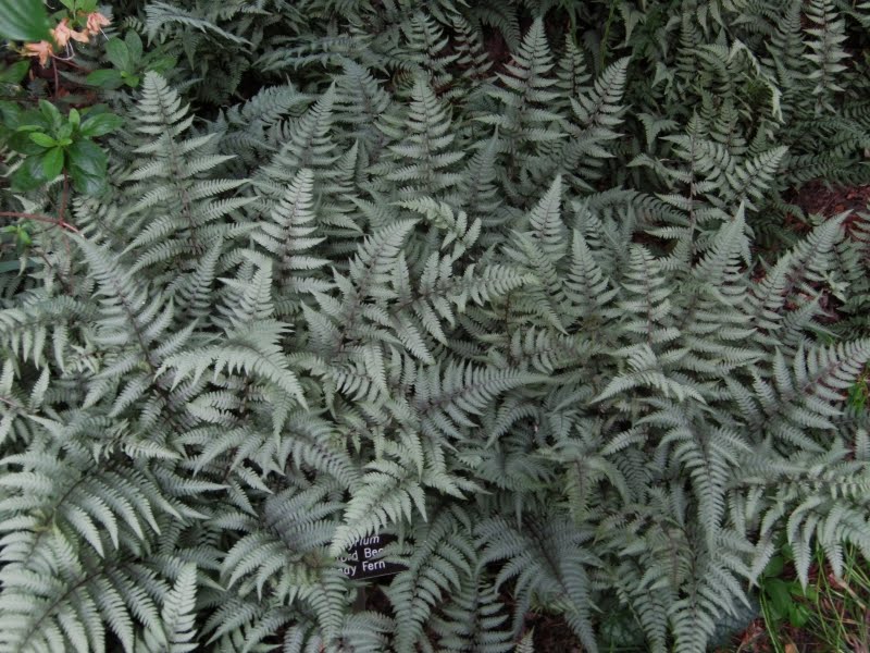 branford beauty fern