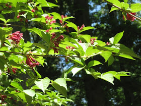 Future Plants By Randy Stewart Weigela