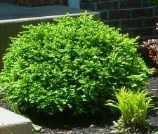 Boxwood Dirt Simple