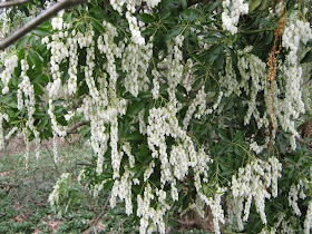 Flowers And Red New Leaves Of Pieris Formosa Forestii Forest